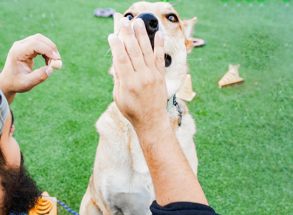 about-us-urban-mutt-retreat